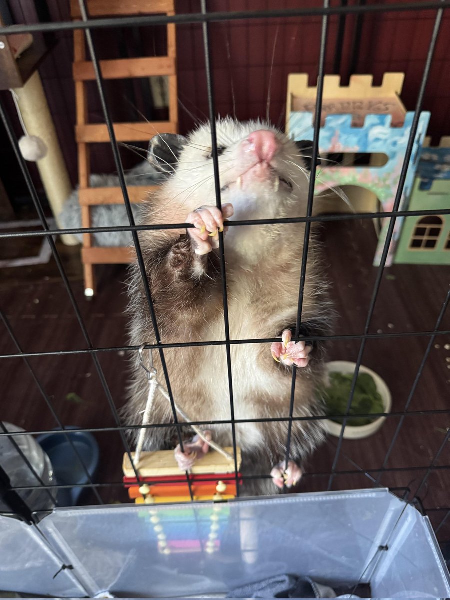 Possum_Daily tweet media