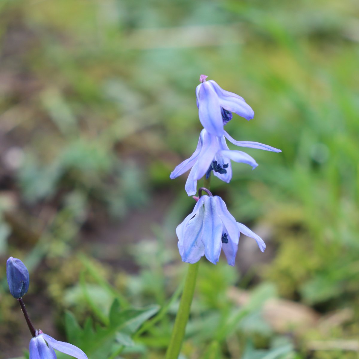 Newbridge Tidy Towns Association #DroicheadNua tweet media