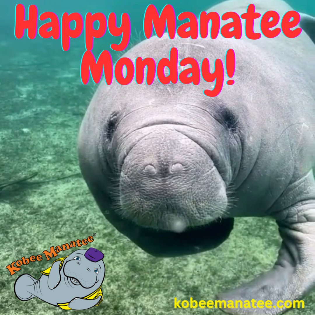 Kobee Manatee® tweet media