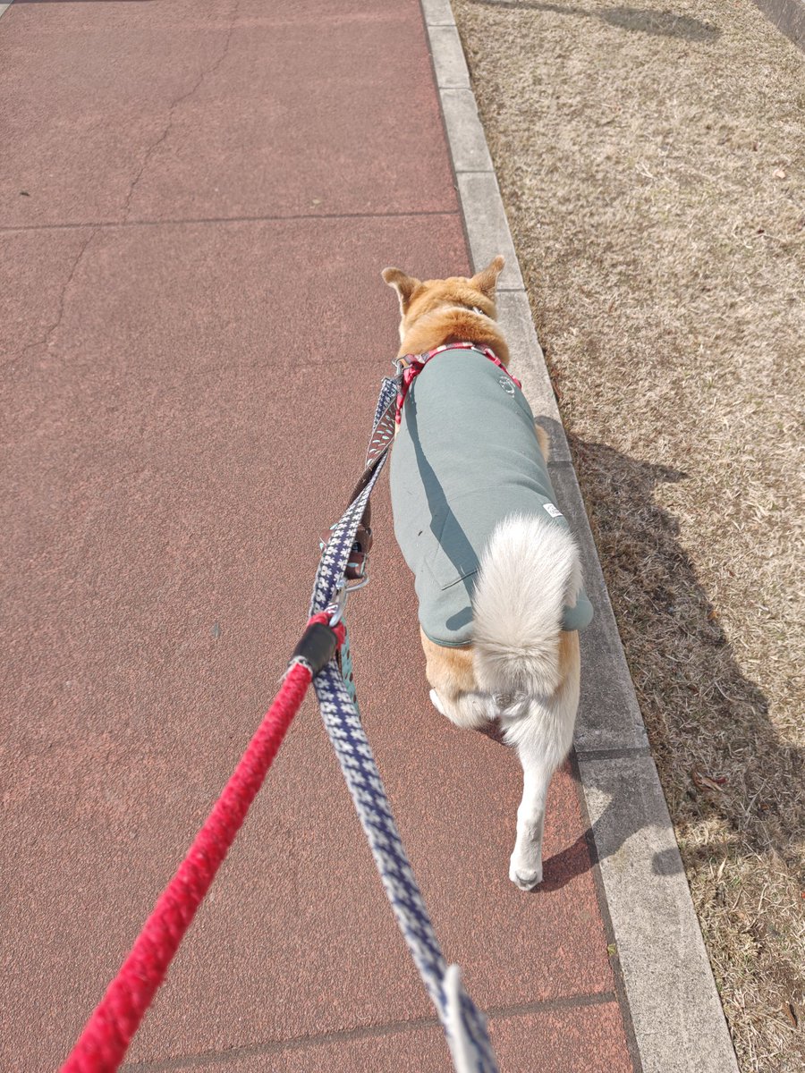 保護犬チョウ🦋と主日記(前アカ凍結しました) tweet media