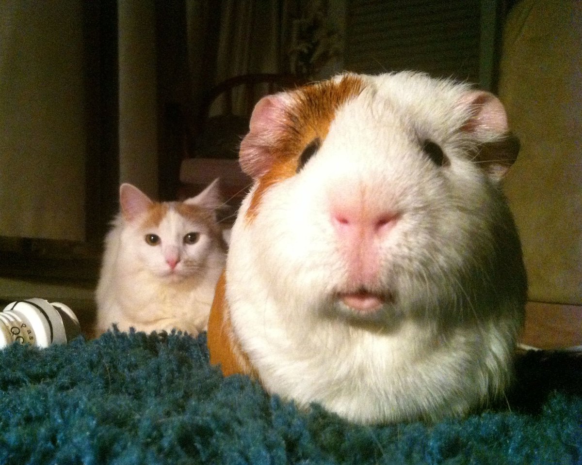 ⁿⁱᵏᵘ tweet media