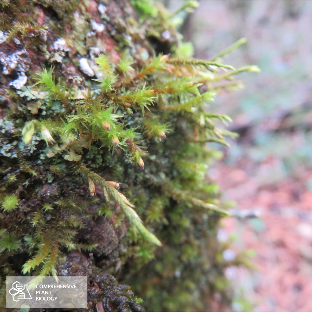 CompPlantBiol's tweet photo. Explore new records and noteworthy data of plants, algae and fungi in Central Europe like this Cryphaea heteromalla at https://t.co/XHJ9jPEtPT  #botany #openaccess @BiologyFaculty https://t.co/svGdRJFRPf