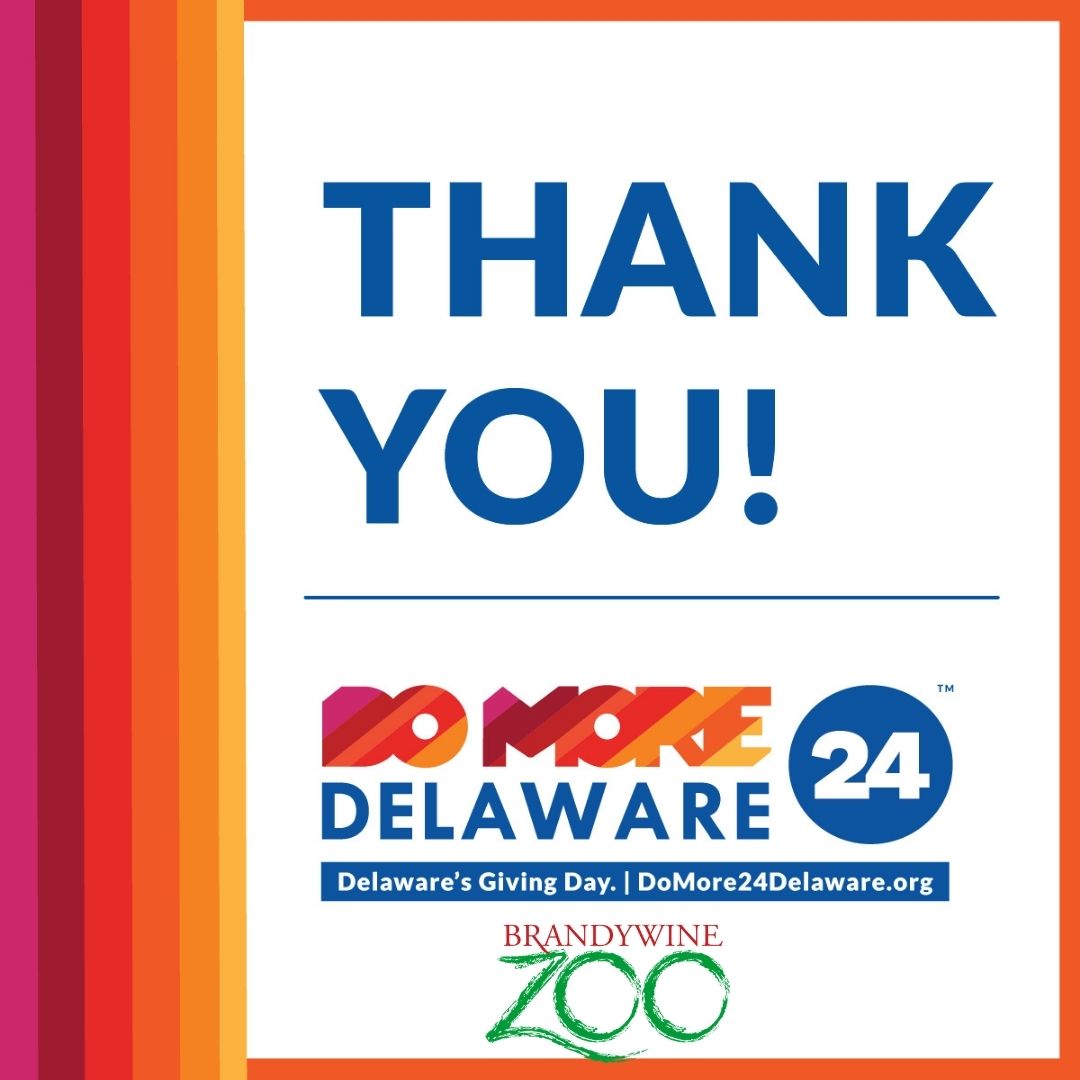 BrandywineZoo's tweet photo. 💚THANK YOU, DELAWARE! We reached our goal of $2,500!

Because of your generosity during #DoMore24DE, the Delaware Zoological Society can keep strengthening the programs that help Brandywine Zoo thrive.

Thanks to Spur Impact and United Way of Delaware for making this possible. https://t.co/Ggw9MV7ytV