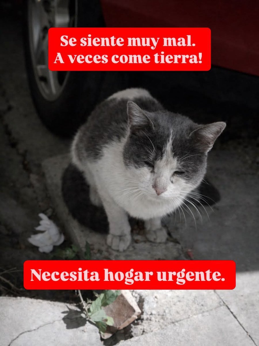 🚨💔 URGENTE ESTE GATITO SE ESTÁ APAGANDO EN LA CALLE 💔

Apareció hace poco en Antímano, camina desorientado. Cada día amanece más débil, más flaquita su carita, más apagada su mirada.

Claramente se siente mal y necesita ayuda urgente. 0412-7209802

Necesita hogar URGENTE