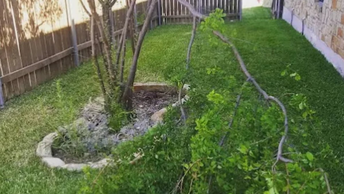 TexasTreeCare1's tweet image. End of March Storm Reminder: Prepare Your Trees Early

🌪️ Storm season is coming! Weak limbs and unstable trees can fail unexpectedly. A certified arborist inspection now reduces hazards and keeps your home and yard safe. 🌳

#TexasStorms #HomeSafety
