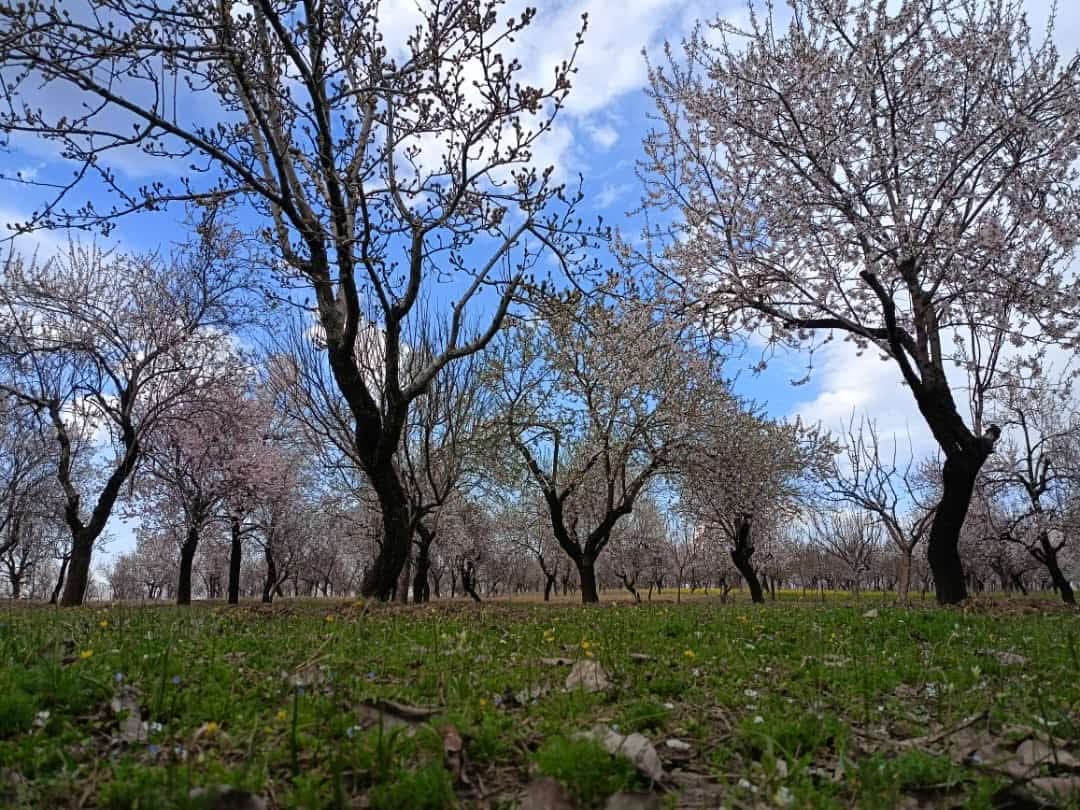 KashmirLife's tweet photo. Almond Bloom in Chadoora–Charar-e-Sharief

Almond trees burst into bloom across the #Chadoora #CharareSharief belt of #Budgam district, painting the landscape in delicate shades of white and pink. The brief spring spectacle signals the changing season and draws locals to the orchards as nature awakens after winter. See photos by #MIrfan.