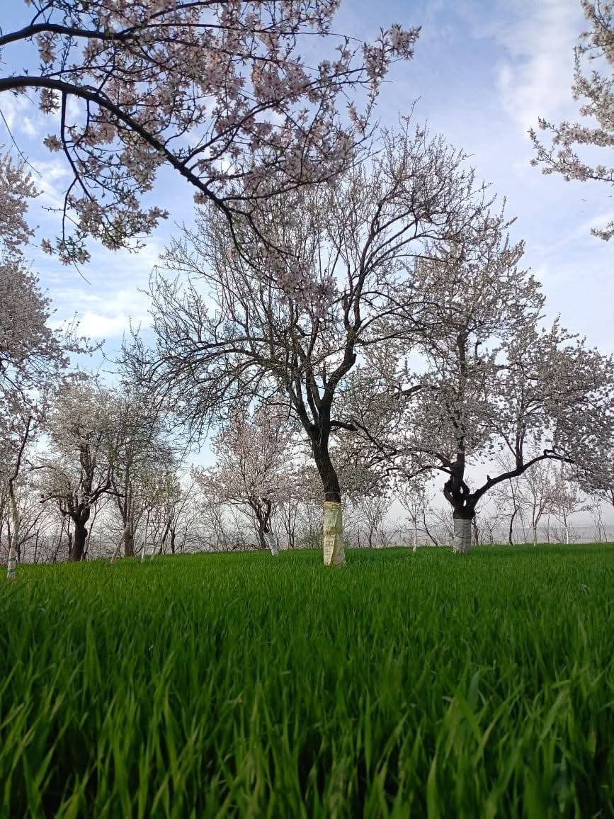 KashmirLife's tweet photo. Almond Bloom in Chadoora–Charar-e-Sharief

Almond trees burst into bloom across the #Chadoora #CharareSharief belt of #Budgam district, painting the landscape in delicate shades of white and pink. The brief spring spectacle signals the changing season and draws locals to the orchards as nature awakens after winter. See photos by #MIrfan.