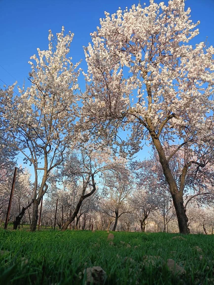 KashmirLife's tweet photo. Almond Bloom in Chadoora–Charar-e-Sharief

Almond trees burst into bloom across the #Chadoora #CharareSharief belt of #Budgam district, painting the landscape in delicate shades of white and pink. The brief spring spectacle signals the changing season and draws locals to the orchards as nature awakens after winter. See photos by #MIrfan.