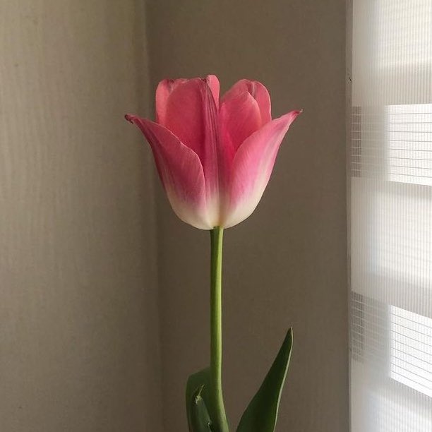 Teeshirt inspired by a Tulip