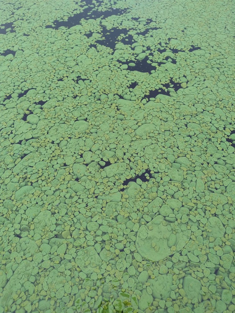 FreshwaterQuality tweet media