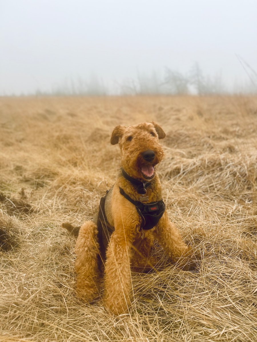 clive howard miers tweet media