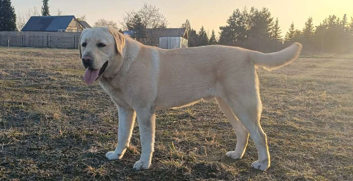adopcje labradorów tweet media