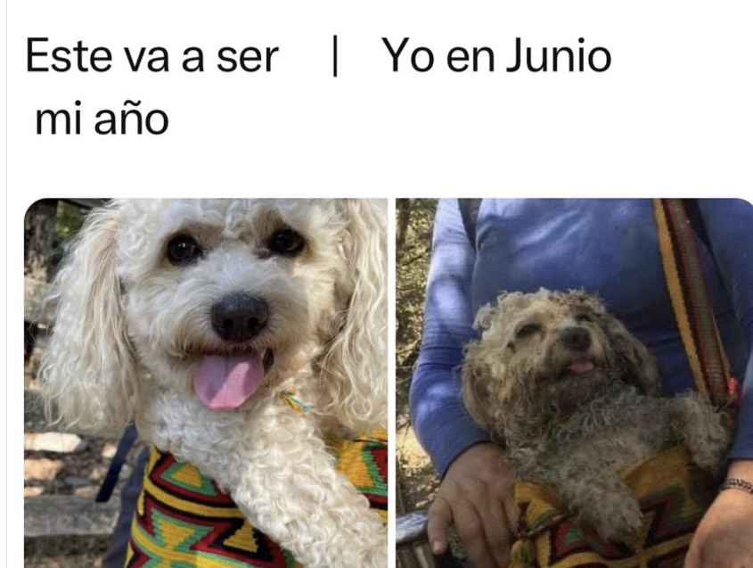 leyendo que se murió esta leyenda, vuela alto bb tu meme jamás será olvidado