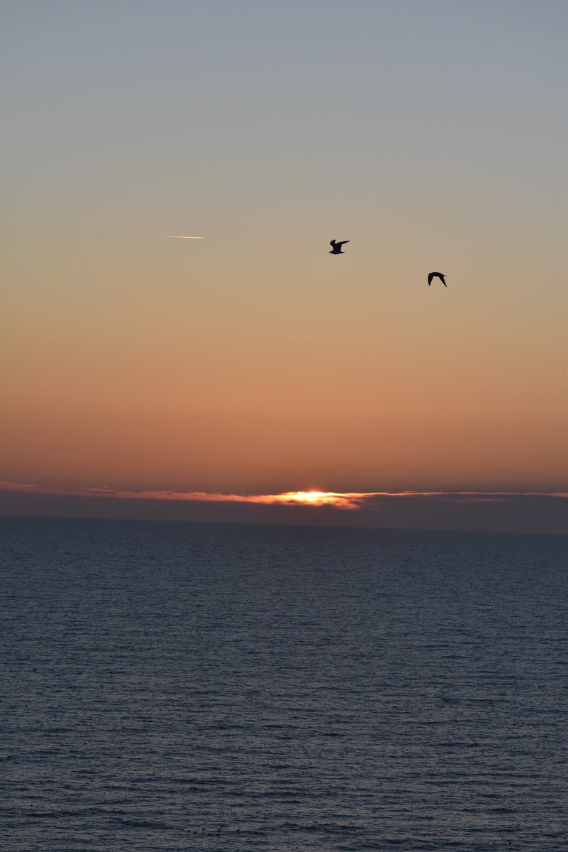 Steve Necaster tweet media