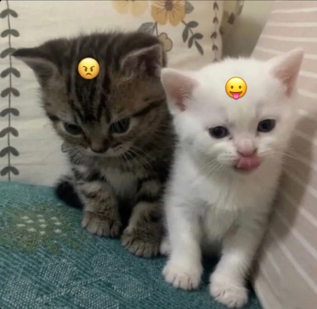 cats.jpg (@catsdotjpg) on Twitter photo 