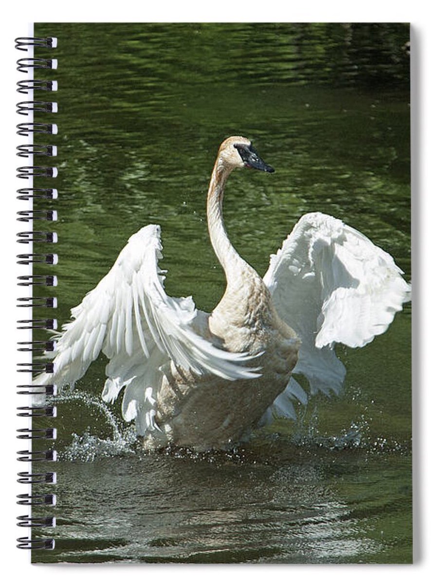 shonna99784's tweet photo. Toronto, Ontario - Graceful Trumpeter Swan in a Pond - Spiral Notebook https://t.co/zaGQIwFXh3
#Toronto #Ontario #Graceful #TrumpeterSwan #Pond #Swan #SpiralNotebook #Gifts #GiftIdeas #ShonnaHawkinsPhotography https://t.co/Xz8z83aXEb