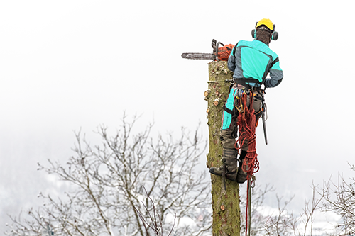 zensurance's tweet image. Chainsaws. Heights. Property damage. A bad day can turn a tree job into a massive bill🌳⚠️

Arborists and tree care pros, don’t go out on a limb and work without insurance. Here’s how to protect your finances

👉 ow.ly/9gHb50YrhjI 🌳

#Arborist #TreeCare #BusinessInsurance