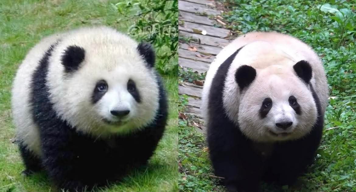 HuaHuaは1歳と5.5歳です。