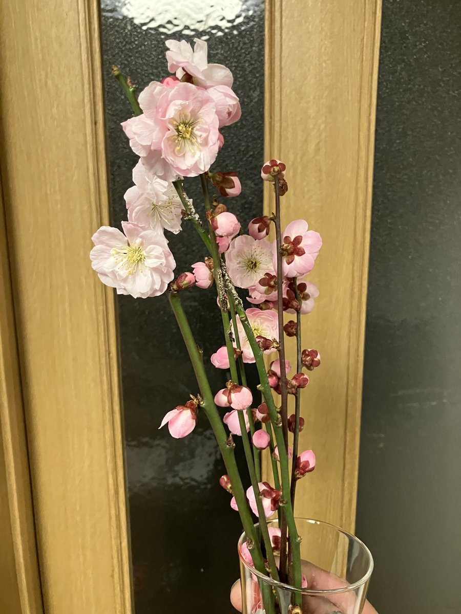 帰宅したら昨日、越生梅林で買った梅が咲いてました
嬉しい☺️綺麗…