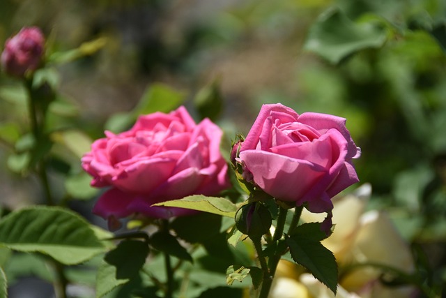 Shannon Cole tweet media