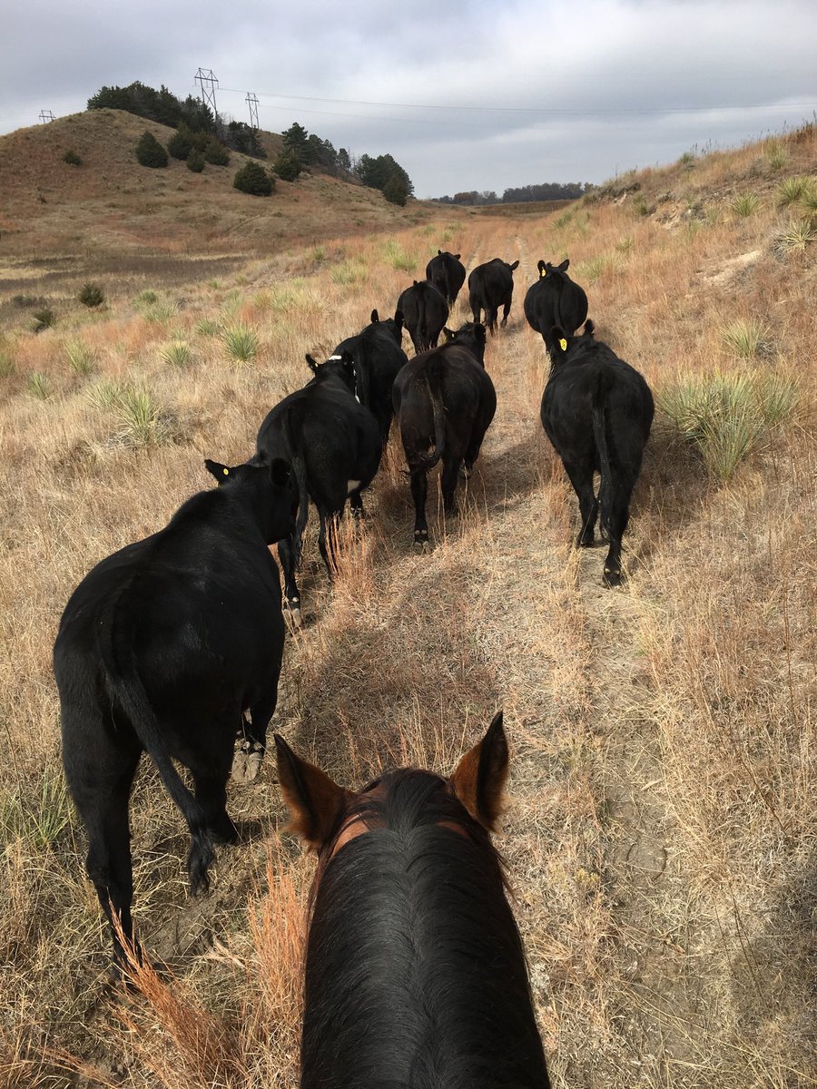 Central Sandhills Beef Educator tweet media