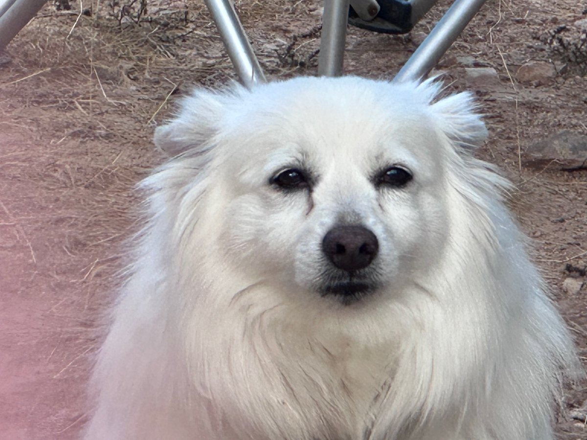 danielleegnew's tweet image. I’d like to know what your favorite 15-minute recharge tool is. I’ll go first: I love laying on the bed with our dog Angelo and snuggling him like a teddy bear. What do you do for yourself in 15 minutes that charges your battery? Lemme hear it!🙌  #recharge #dogs #snuggle