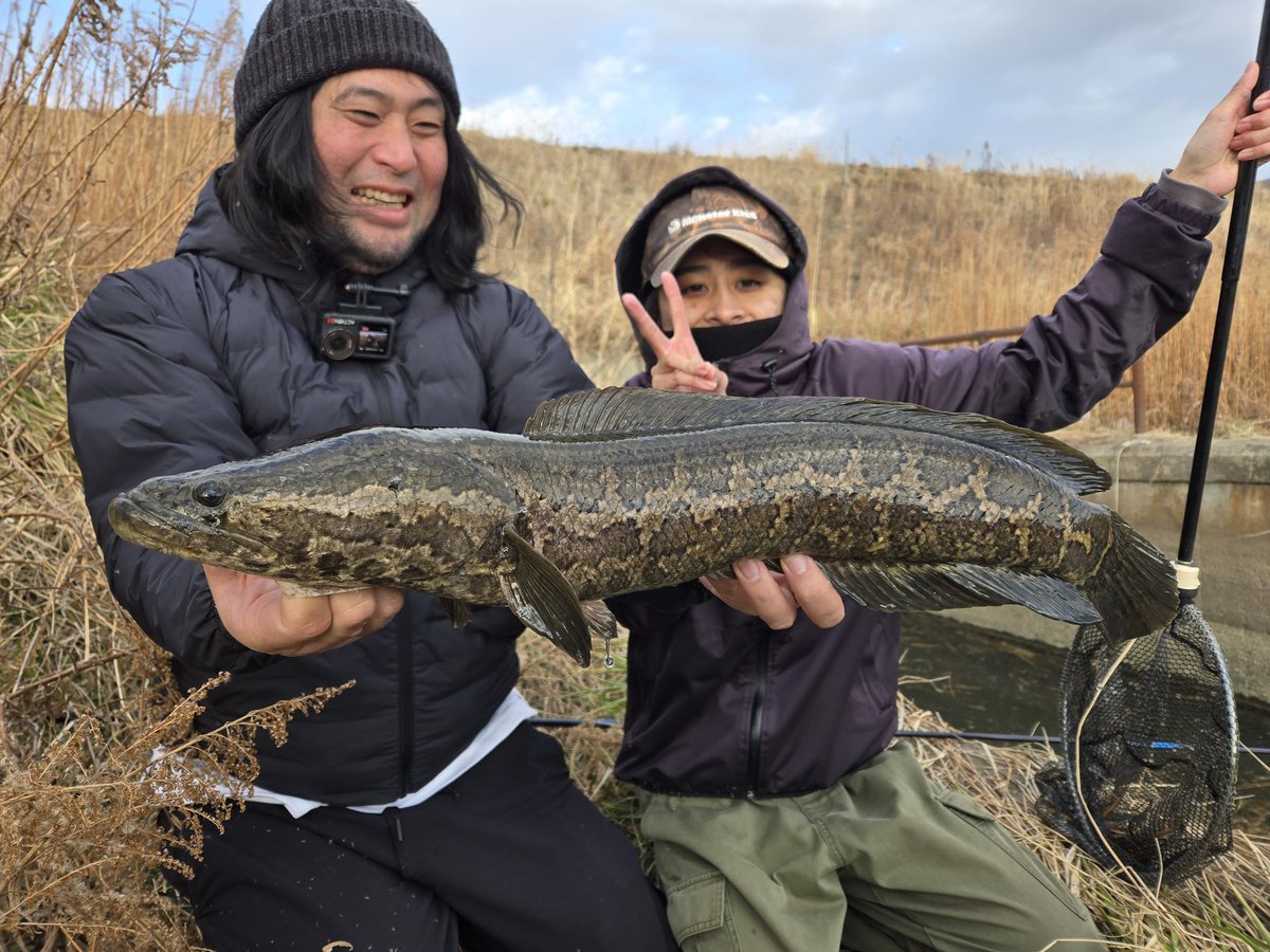 平和に用水路のはしっこでウキ釣り…
のはずがライギョまみれになりました。