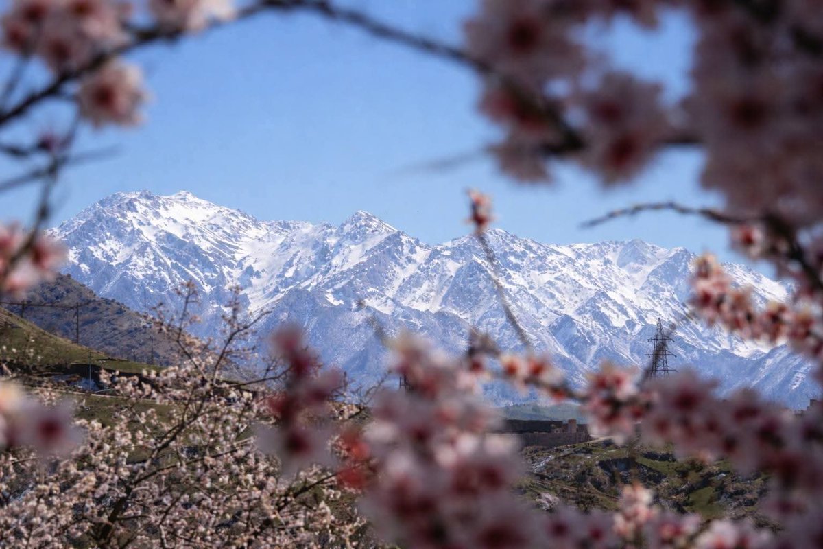 Sakura blossom 🌸 
#halabja 
#sakuratree