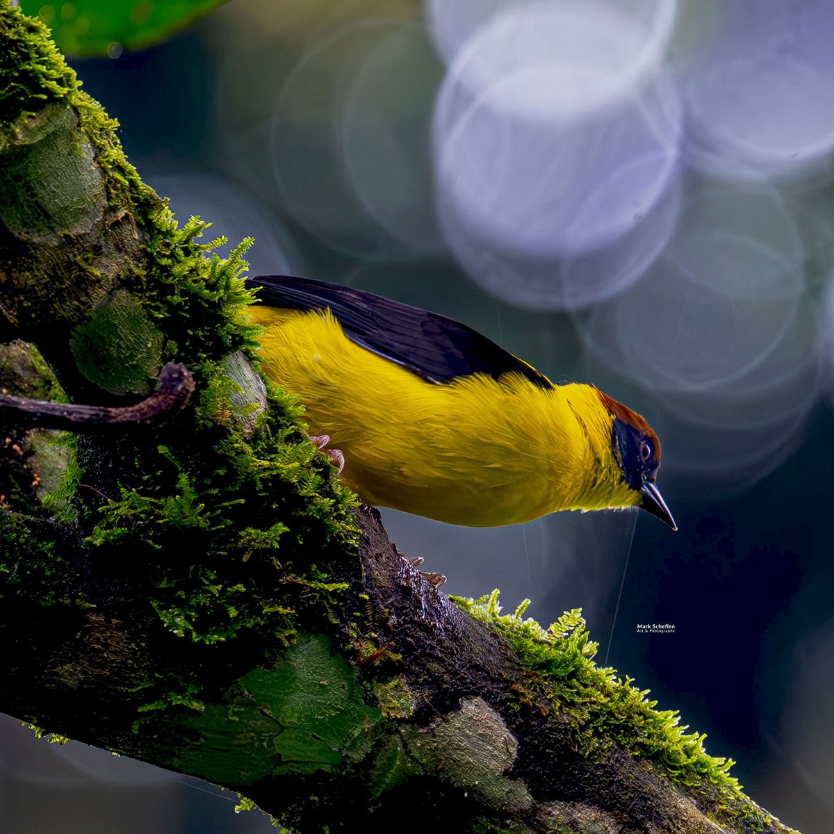 charlieschef's tweet image. Brown-capped #Weaver, a small, monogamous bird found in African montane #forests. #bwindiImpenetrableforest #Uganda #montaneforests #birdsofafrica #birdsseenin2026 #birds #birdphotography #bird #birdphotography  #birdsofafrica  markscheflen.com