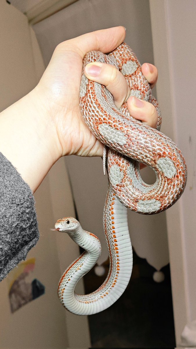 SWAYBAT🔞 tweet media