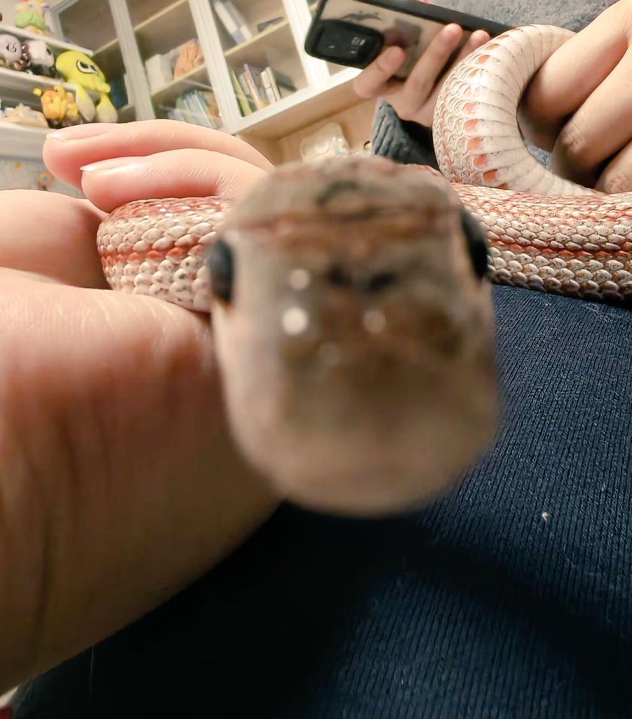 SWAYBAT🔞 tweet media