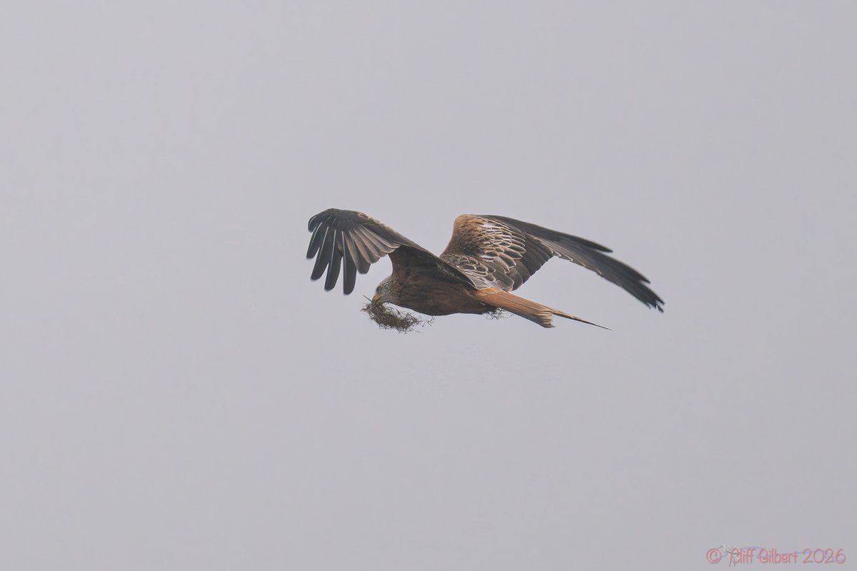 Cliff Gilbert tweet media