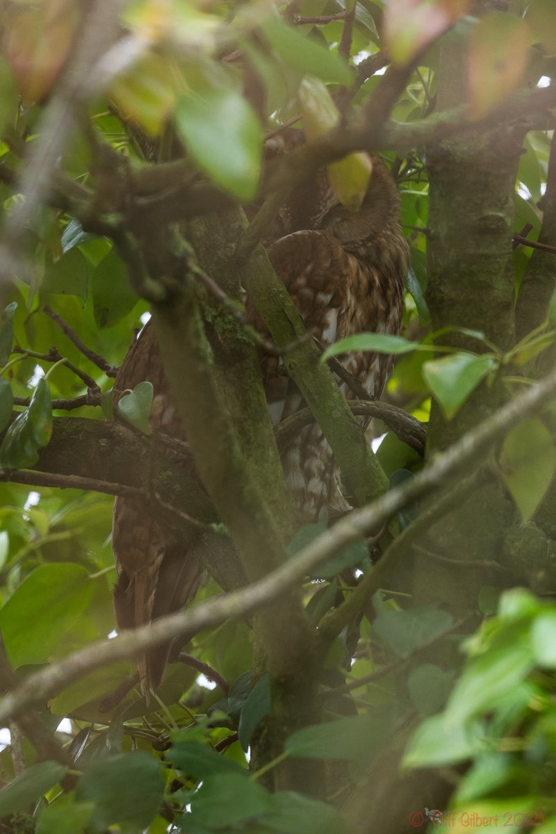 Cliff Gilbert tweet media