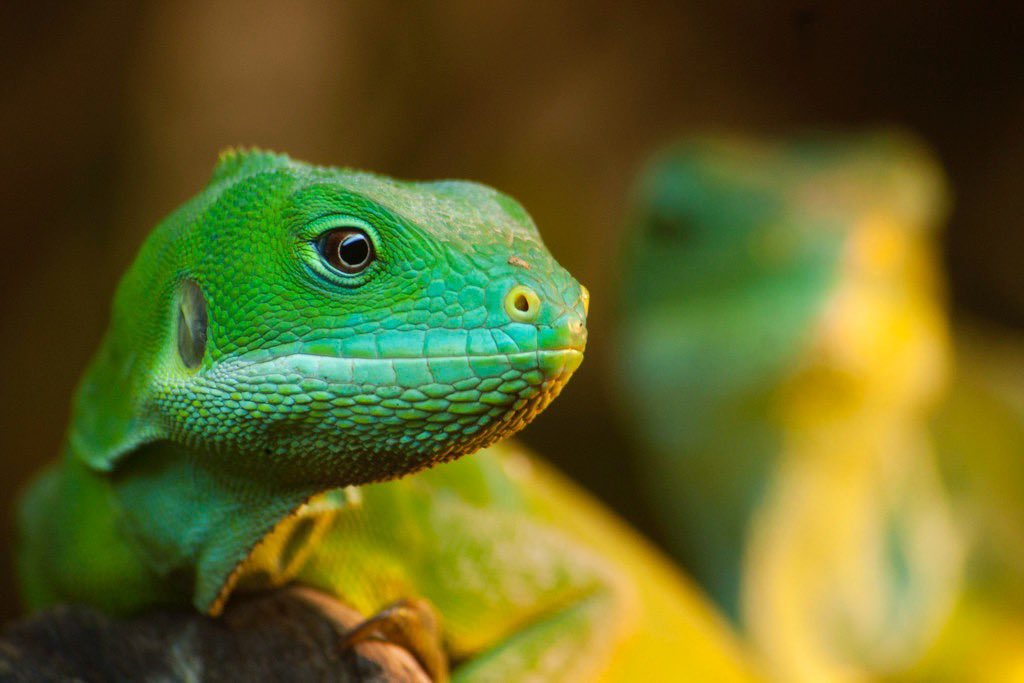 Cuesta 0.00€ apoyar a un fotógrafo de naturaleza de España.

Estas son mis fotos.