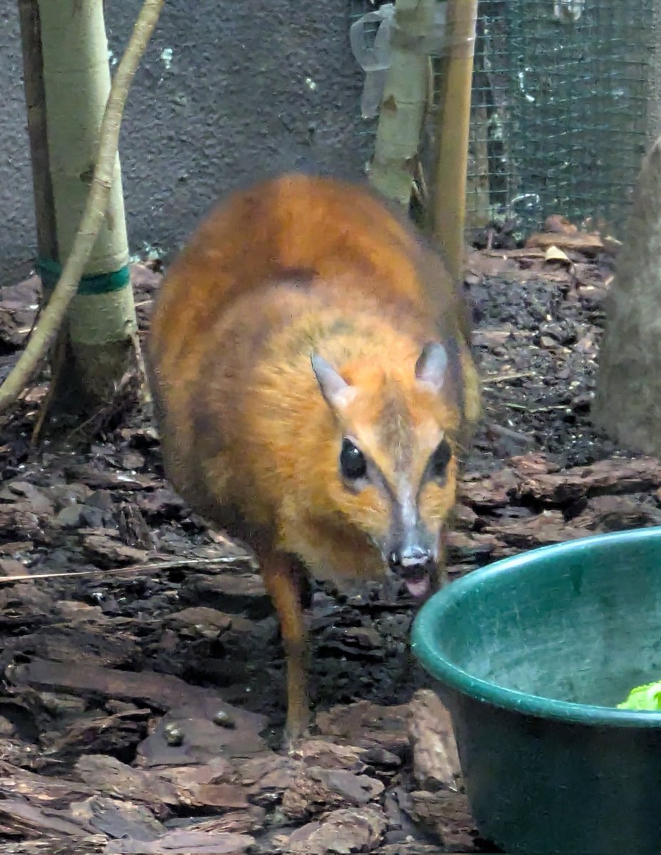 ShinyEevee27 tweet media