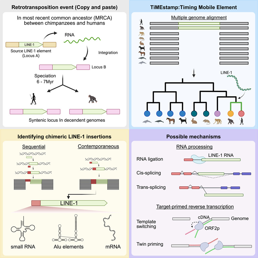 Mobile DNA tweet media