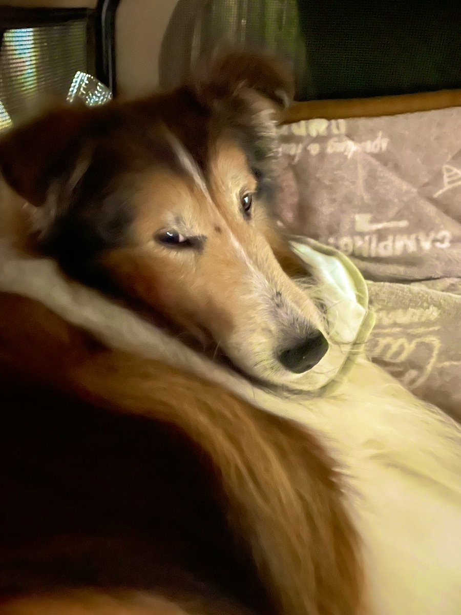 sheltie_gn's tweet photo. 📸😒

#シェルティ
#sheltie
#シェットランドシープドッグ https://t.co/lRJTuRHrRB