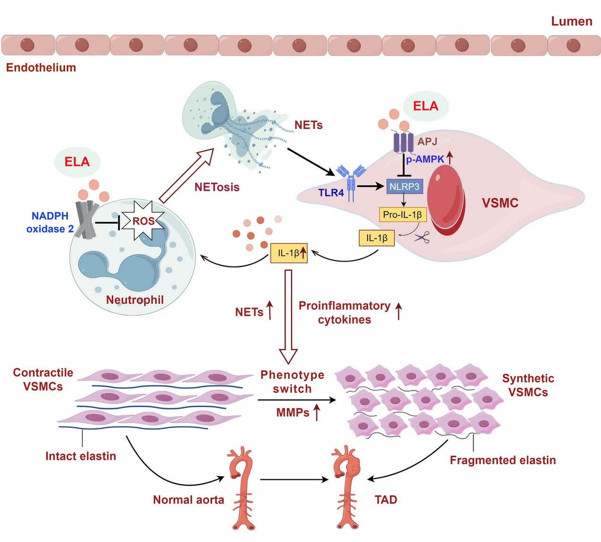 ATVB: An AHA Journal tweet media