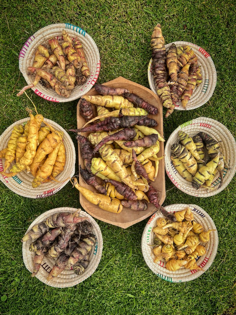 IniciativAndina's tweet photo. La diversidad de mashua refleja el enorme potencial de los tubérculos andinos para fortalecer sistemas agrícolas resilientes. 🌱🥔

Desde el CIP Ecuador, avanzamos en la caracterización y conservación de esta diversidad en el marco del proyecto GCBC.

#Agrobiodiversidad #Mashua https://t.co/K4AkgqWPFg
