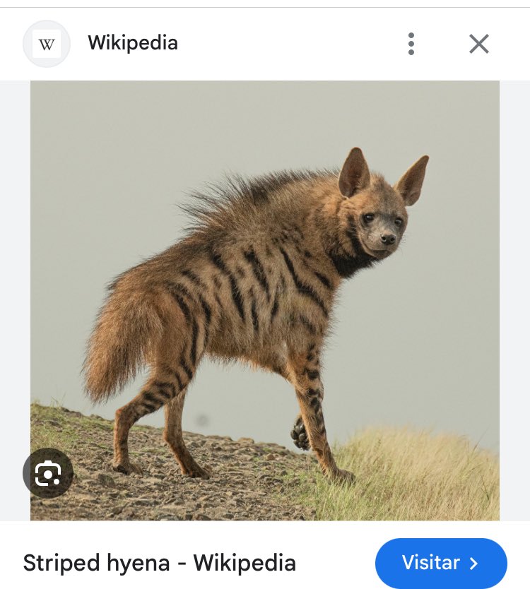 𝓈𝑜𝓇𝑜𝓁𝓁𝒶 • སོརོཡ tweet media