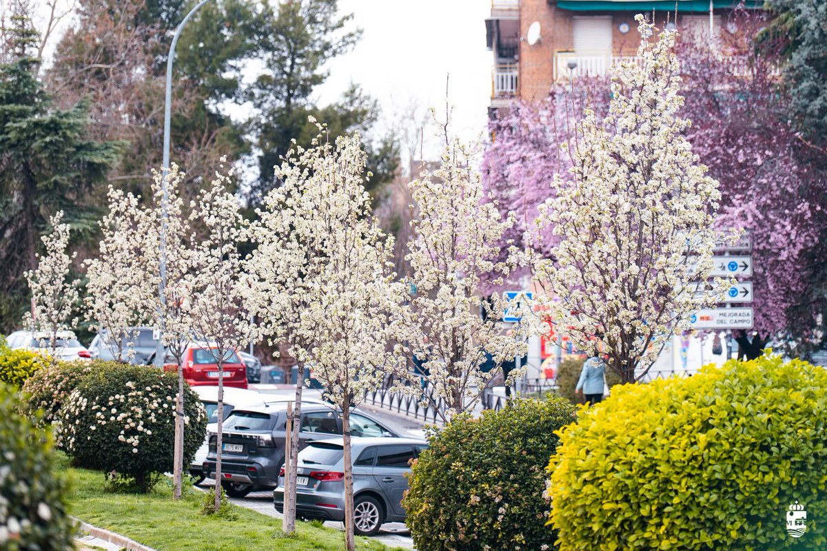 Ayto_SFH's tweet photo. 🌸🌸 Así luce la avenida de Irún, en #SanFernandoDeHenares, tras la actuación acometida para la plantación de una hilera de almendros, que están comenzando a florecer en esta 'arteria' de circulación. https://t.co/ewbX7n5Sgn