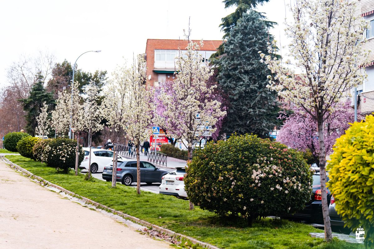 Ayto_SFH's tweet photo. 🌸🌸 Así luce la avenida de Irún, en #SanFernandoDeHenares, tras la actuación acometida para la plantación de una hilera de almendros, que están comenzando a florecer en esta 'arteria' de circulación. https://t.co/ewbX7n5Sgn