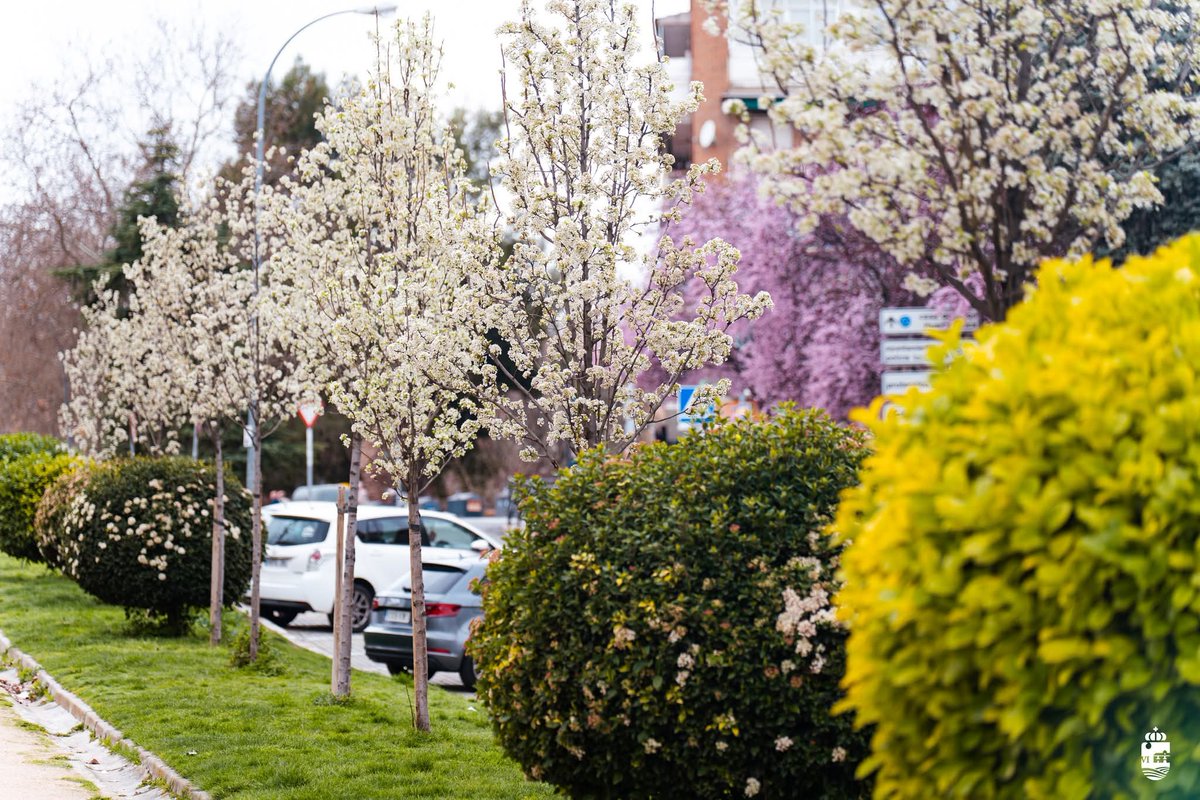 Ayto_SFH's tweet photo. 🌸🌸 Así luce la avenida de Irún, en #SanFernandoDeHenares, tras la actuación acometida para la plantación de una hilera de almendros, que están comenzando a florecer en esta 'arteria' de circulación. https://t.co/ewbX7n5Sgn