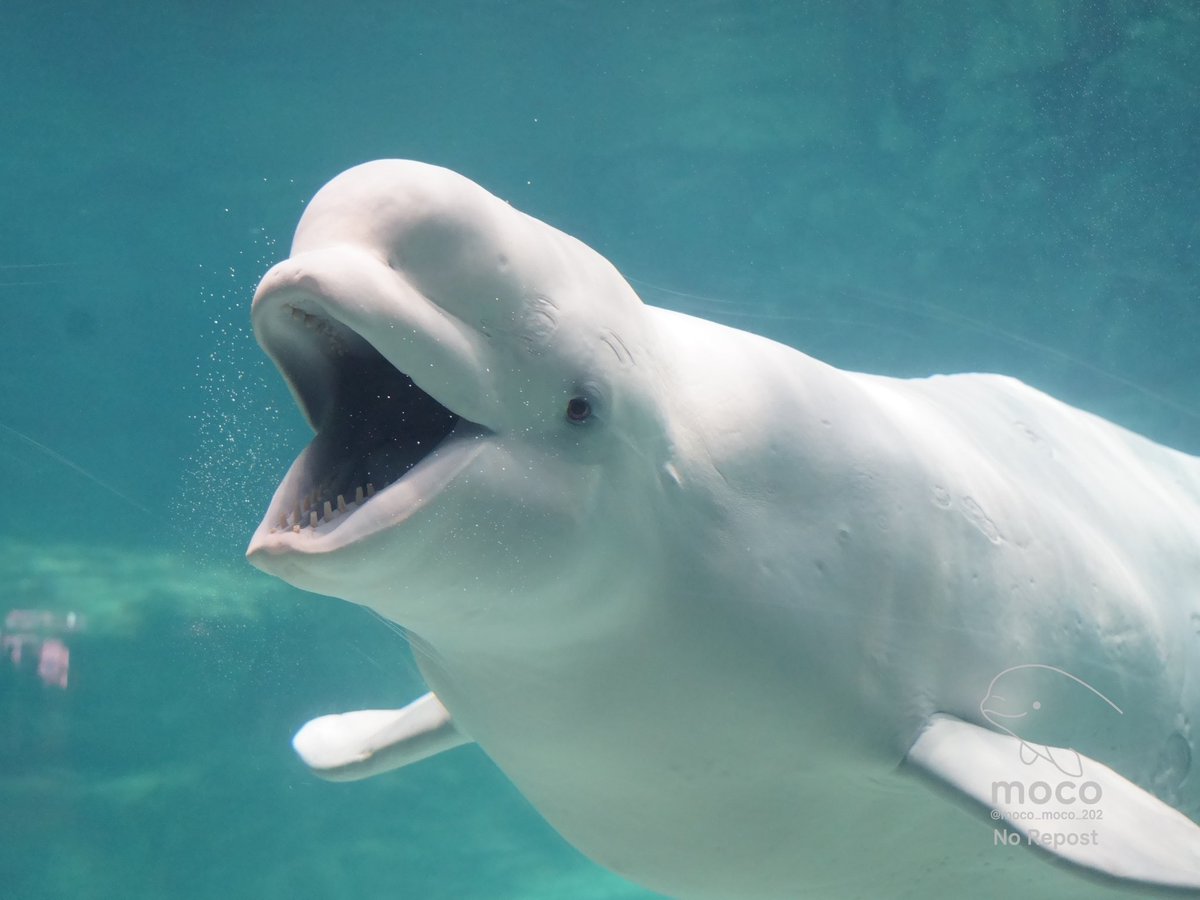 $NANA looks stronk !