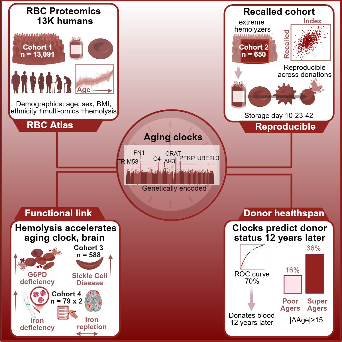 Angelo D'Alessandro tweet media