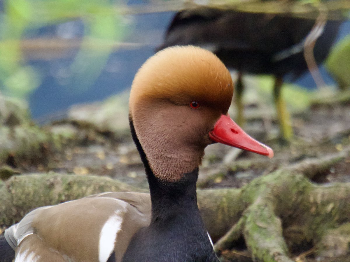 Tim Ridgeway tweet media