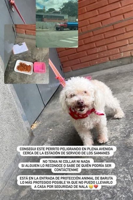 #Caracas
#Baruta
Este perrito apareció por la Av los Samanes,cerca de la estación de servicio.
No hay número de contacto.
Favor difundir para ubicar a sus dueños🙏🏻💔😢🐶
Gracias 🫂🇻🇪