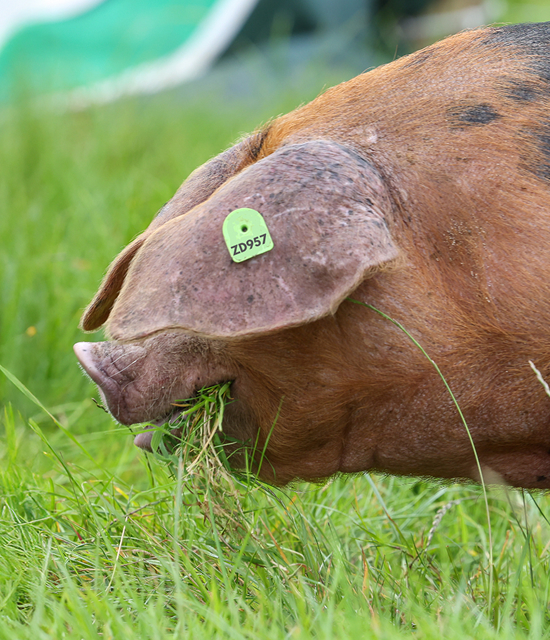 Cormac Tagging 🐄🐏 🏷 tweet media