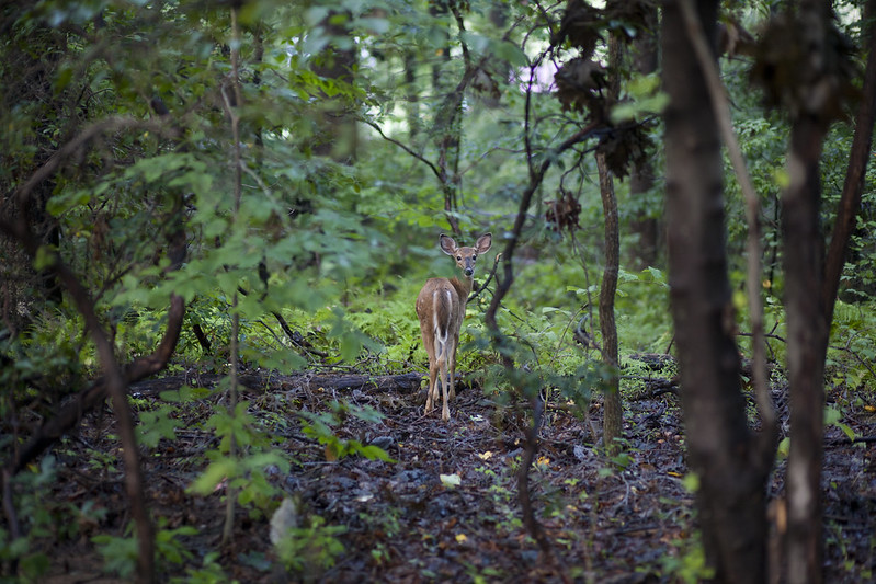 State Foresters tweet media