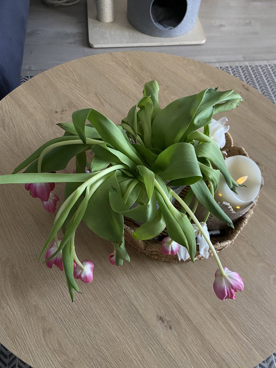 ¿tony🦇ᵎᵎnikolai🦴 tweet media